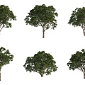 Australian giant disc wood landscape tree plants 3d model