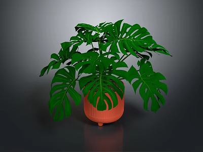 Monstera Plant With Large Green Leaves In Orange Decorative Ceramic Pot 3d model