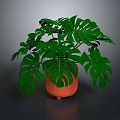 Monstera Plant With Large Green Leaves In Orange Decorative Ceramic Pot