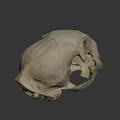 Detailed Animal Skull with Visible Teeth and Eye Sockets on Dark Background