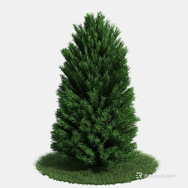Tall Green Pine Tree With Dense Foliage And Lush Grass At Base 3d model 