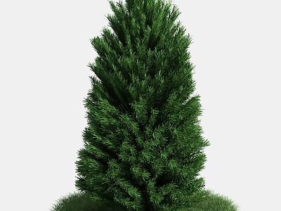 Tall Green Pine Tree With Dense Foliage And Lush Grass At Base 3d model