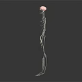 Detailed 3D Visualization of Human Skeleton and Nervous System Structure