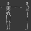 Human Skeleton Limbs Front And Side Views Showing Anatomical Bone Structure 3d model