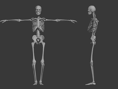 Modern skeleton human skeleton 3d model