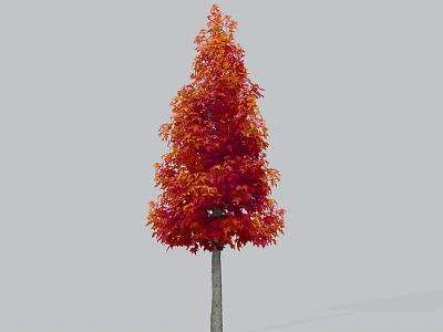 Tall Arbor With Vibrant Red Orange Autumn Foliage And Slender Trunk 3d model