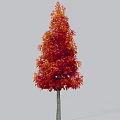 Tall Arbor With Vibrant Red Orange Autumn Foliage And Slender Trunk