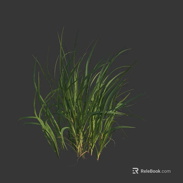 Green Grass With Slender Leaves As Herbaceous Plant Against Dark Gray Background 3d model 