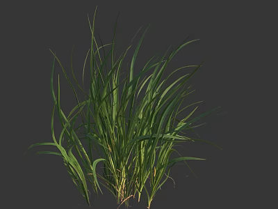 Green Grass With Slender Leaves As Herbaceous Plant Against Dark Gray Background 3d model