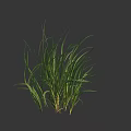 Green Grass With Slender Leaves As Herbaceous Plant Against Dark Gray Background