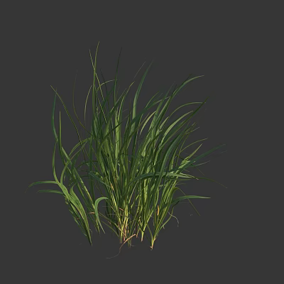 Green Grass With Slender Leaves As Herbaceous Plant Against Dark Gray Background 3d model