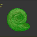 Yellowish White Ammonite Fossil With Spiral Shell Texture And Brown Spots On Gray Background
