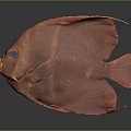 Red Fish With Round Body Large Eyes And Red Fins On Gray Background