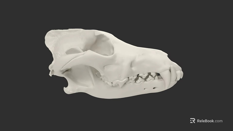 Detailed White Animal Skull With Visible Teeth And Anatomical Features 3d model 
