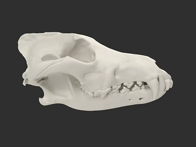 Detailed White Animal Skull With Visible Teeth And Anatomical Features 3d model
