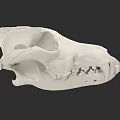 Detailed White Animal Skull With Visible Teeth And Anatomical Features