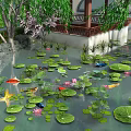Tranquil Pond Scenery With Lush Lotus Leaves Pink Flowers Colorful Koi Fish And Willow Trees