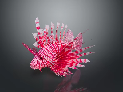 Vibrant Red And White Striped Lionfish With Elongated Fins Against Dark Background 3d model