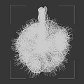 Fresh Hanging Garlic Bulbs Arranged On Natural Rope Against Dark Background