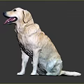 Shiny Yellow Labrador Dog Sitting on Dark Background with Tongue Out