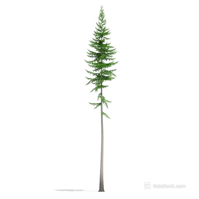Tall Arbor With Green Foliage And Straight Trunk In Natural Environment 3d model 