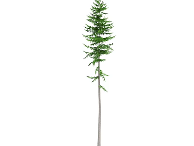 Tall Arbor With Green Foliage And Straight Trunk In Natural Environment 3d model