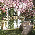 Flowering Trees with Pink Blossoms Reflecting in Pond Surrounded by Rocks and Green Grass
