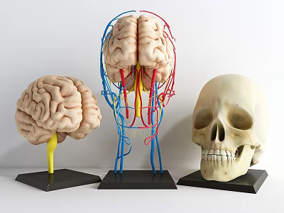 Detailed Human Head Organs Anatomy Models Featuring Brain Skull And Vascular Structure 3d model
