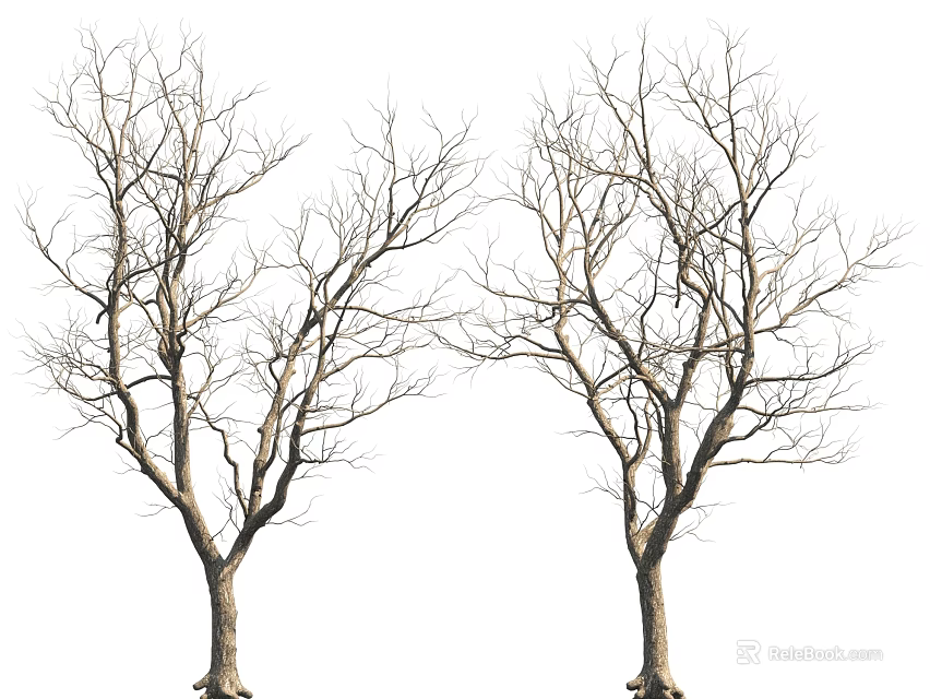 Two Bare Trees With Thin Branches And Brown Trunks In Natural Scene 3d model 