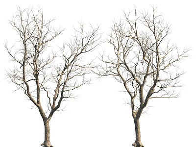 Two Bare Trees With Thin Branches And Brown Trunks In Natural Scene 3d model