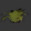 Lush Green Fern Plant With Feathery Hairy Leaves On Dark Background