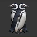 Two Penguins Standing in Front and Back Views on Dark Reflective Surface 3d model