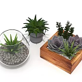 Succulent Plants in Glass Globe Gray Pot and Wooden Box Indoor Decor