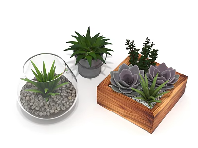Succulent Plants in Glass Globe Gray Pot and Wooden Box Indoor Decor 3d model