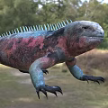 Colorful Red and Blue Iguana Reptile With Spiked Back In Natural Grass Habitat