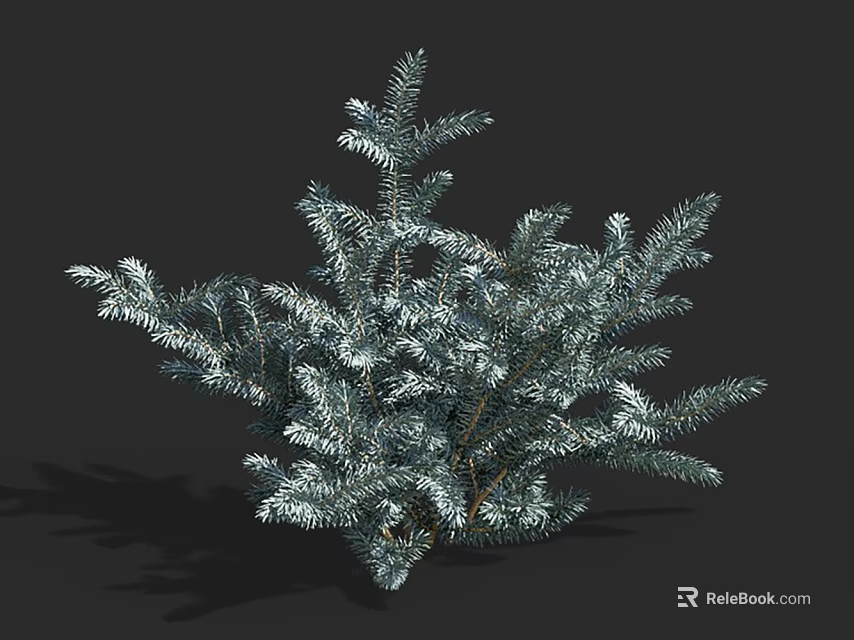 Evergreen Tree With Silver Blue Foliage And Lush Branches For Garden Landscaping 3d model 