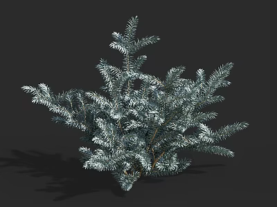 Evergreen Tree With Silver Blue Foliage And Lush Branches For Garden Landscaping 3d model