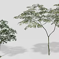 Different Types of Arbor Trees with Various Shapes and Sizes for Garden Design