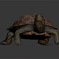 Detailed Close Up of Vibrant Turtle with Patterned Shell and Red Striped Head