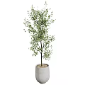 Indoor Bonsai Potted Plants With Various Types Concrete Planters Different Heights And Shapes