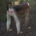 Monkey With Brown And Beige Fur Standing In Natural Grass Trees Habitat Area