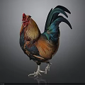 Vibrant Colored Rooster Standing With Red Comb And Colorful Plumage On Gray Background