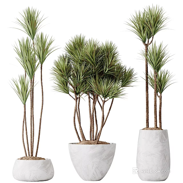 Indoor Decorative Potted Plants With Green Leaves Brown Stems And White Pots 3d model 