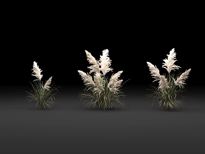 Three Decorative Pampas Grass Plants With White Plumes On Grey Surface Against Black Background 3d model