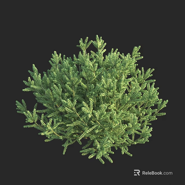 Green Shrub With Lush Foliage Small Leaves Rounded Shape And Dense Branches 3d model