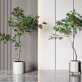 Modern Interior Bonsai Trees with Striped Dark and Light Flat Walls White Pots Gray Floor