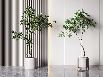 Modern Interior Bonsai Trees with Striped Dark and Light Flat Walls White Pots Gray Floor 3d model
