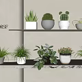 Indoor Potted Plants Arrangement With Various Greenery And Ceramic Pots On Marble Shelf Decor