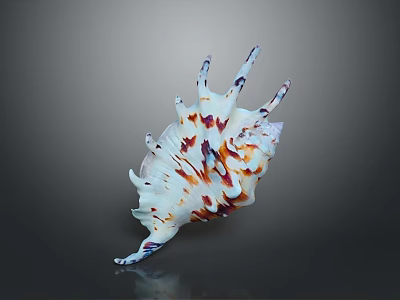 Colorful Spiral Conch Shell With Red Purple White Patterns And Unique Shape 3d model