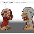 Medical Device Human Head Anatomical Models With Detailed Muscle And Organ Structure For Education